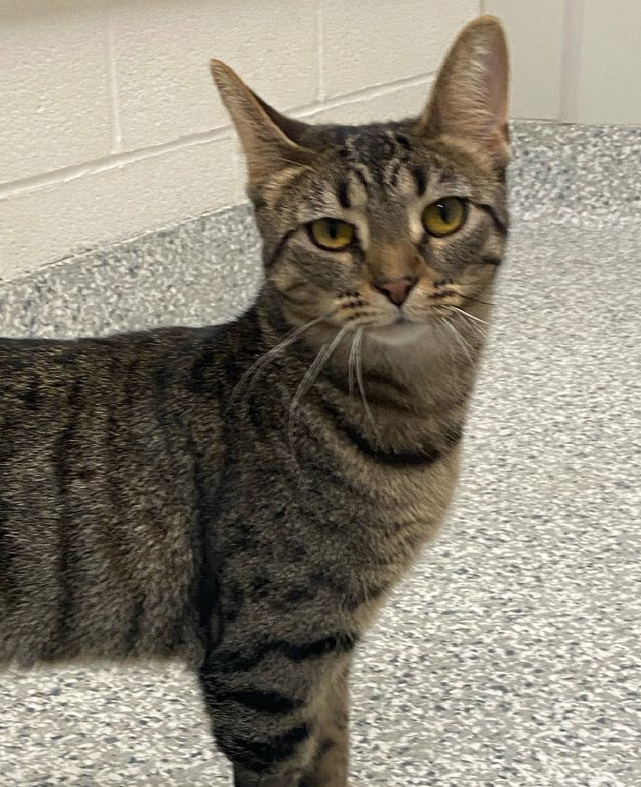 Lilo, female, spayed, two years old